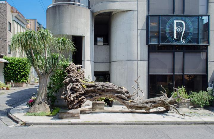 A concrete shop building on a street corner with a large stained-glass window bearing a stylized N logo, a huge gnarled driftwood trunk lying across the frontage, and a ponytail palm and potted plants beside it.